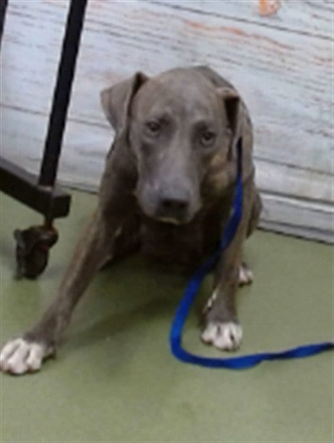 Photo of Mama Deena, adoptable Pit Bull Terrier in San Bernardino, California