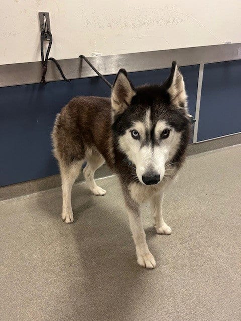 Photo of Dustin, adoptable Siberian Husky in Miami, Florida
