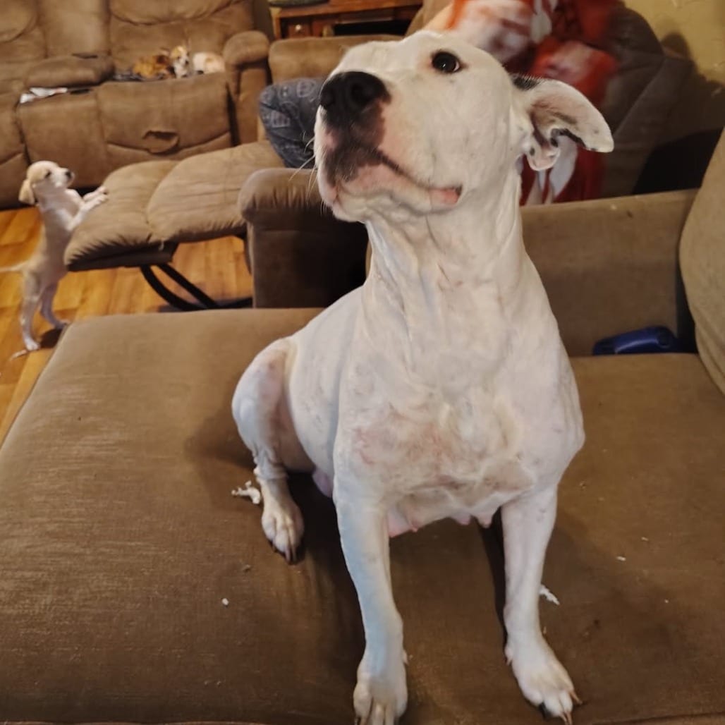 Photo of Darling, adoptable Dogo Argentino in Mount Vernon, Arkansas