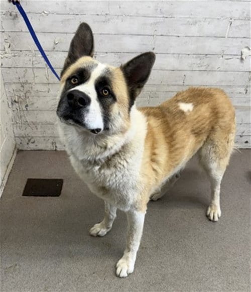 Photo of Oliver, adoptable Akita in San Bernardino, California