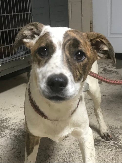 Photo of Cricket, adoptable Border Collie in Albemarle, North Carolina