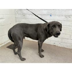 Photo of Thunder, adoptable Labrador Retriever in San Bernardino, California