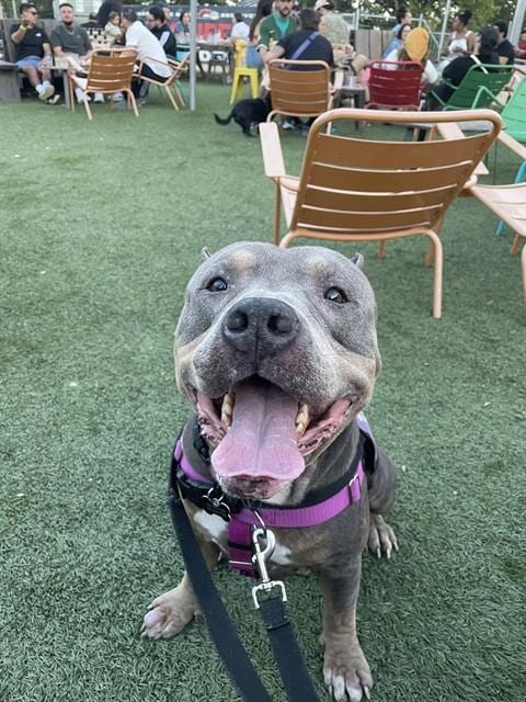 Photo of Taylor, adoptable Pit Bull Terrier in Sacramento, California