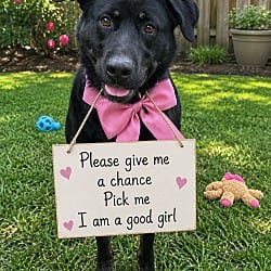 Photo of Black lab border collie, adoptable Labrador Retriever Border Collie in Mt. Laurel, New Jersey