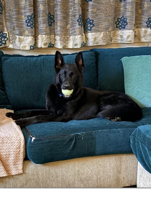 Photo of Kylo, adoptable German Shepherd Dog in ROSEVILLE, California