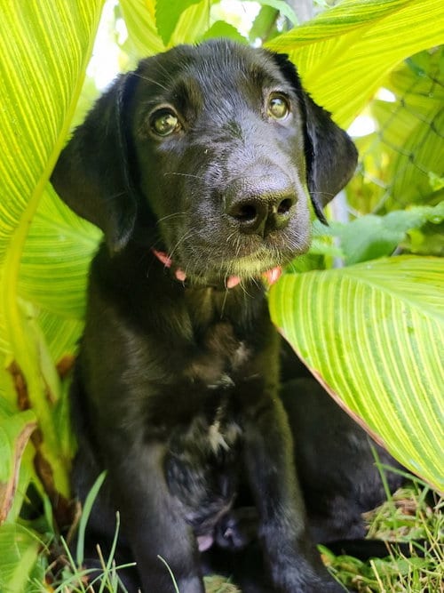 Photo of Sierra's pup Arya (pink), adoptable Great Dane in Bullard, Texas
