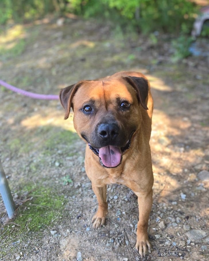 Photo of Lou, adoptable Mixed Breed in Douglasville, Georgia