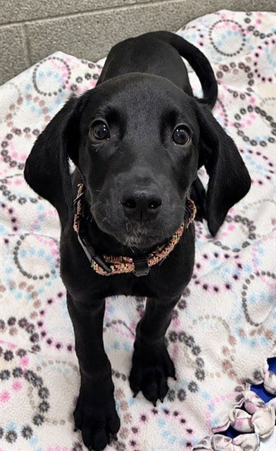 Photo of Cookie Monster, adoptable Labrador Retriever in Statesville, North Carolina
