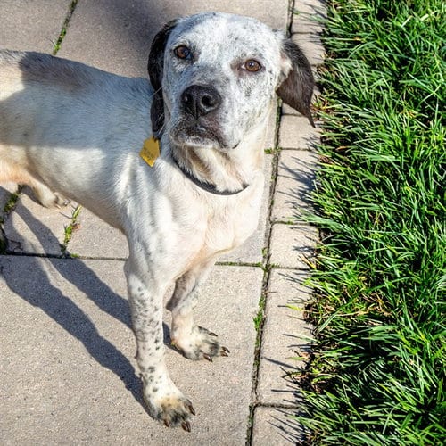 Photo of Wazzupa, adoptable Queensland Heeler in St Louis, Missouri