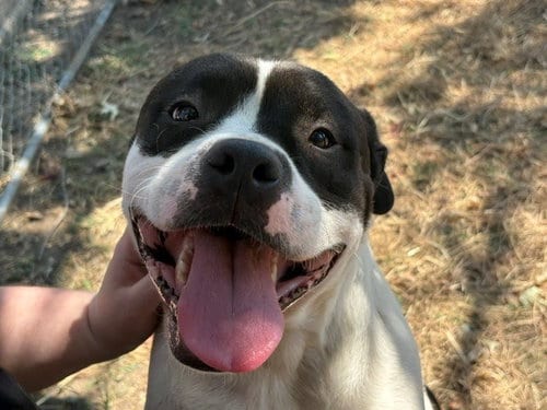 Photo of Milo, adoptable Pit Bull Terrier in Tulsa, Oklahoma