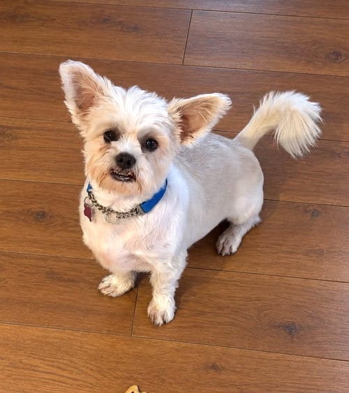 Photo of Yoda, adoptable Shih Tzu in Phoenix, Arizona