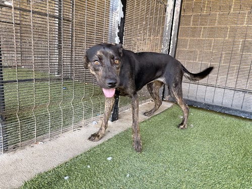 Photo of Travisina, adoptable Labrador Retriever in Garland, Texas