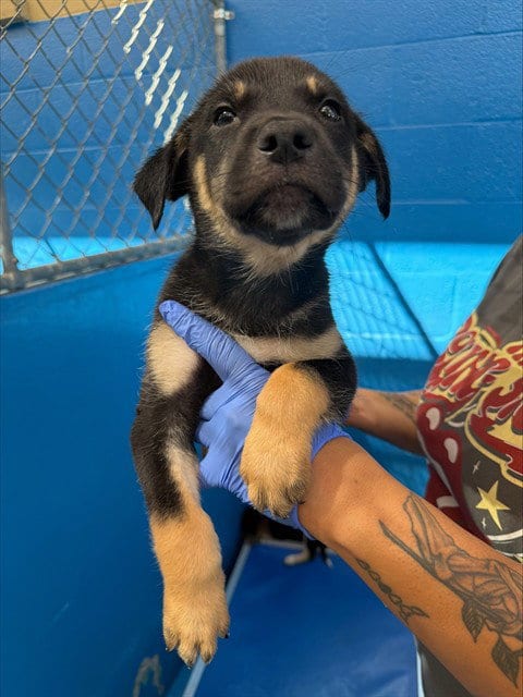 Photo of A170394, adoptable Queensland Heeler in Bakersfield, California
