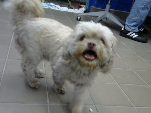 Photo of Hobo, adoptable Lhasa Apso in Albuquerque, New Mexico