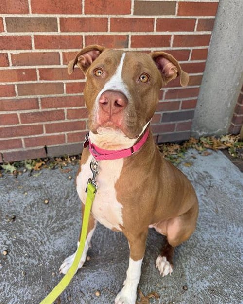Photo of Chex Mix, adoptable Staffordshire Bull Terrier in Boston, Massachusetts