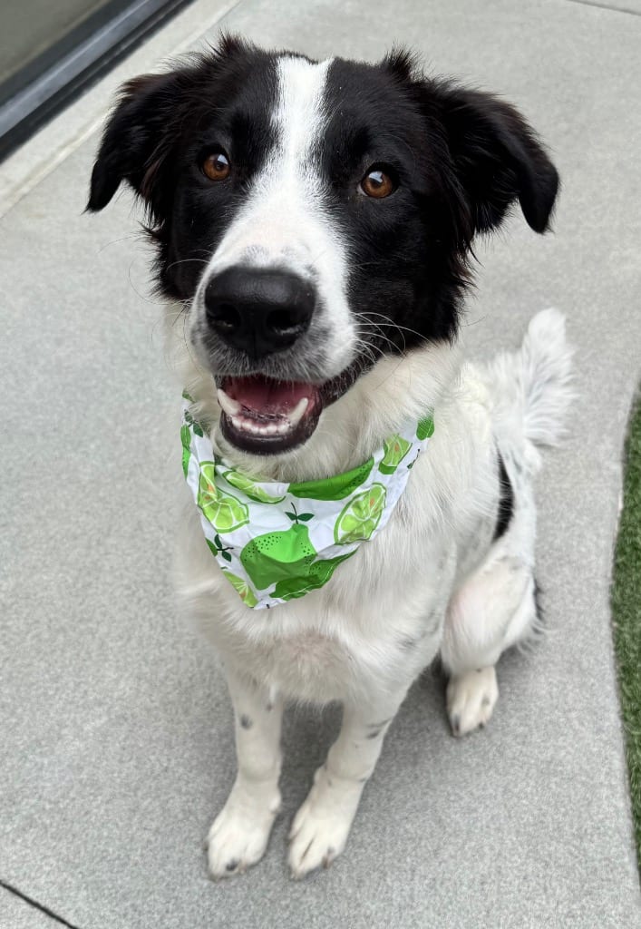 Photo of Collin, adoptable Border Collie in Texas