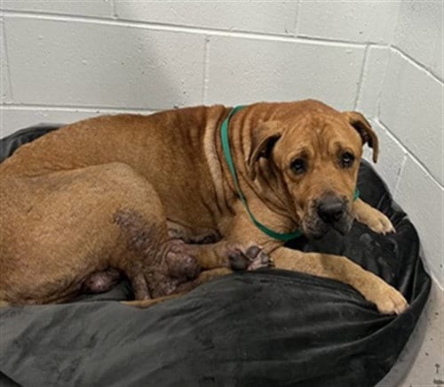 Photo of Arthur, adoptable Mastiff in Tavares, Florida