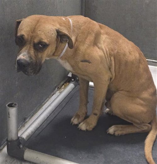 Photo of Eeyore, adoptable Boxer in Conroe, Texas