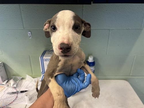 Photo of Metro Man, adoptable American Pit Bull Terrier in Grand Prairie, Texas