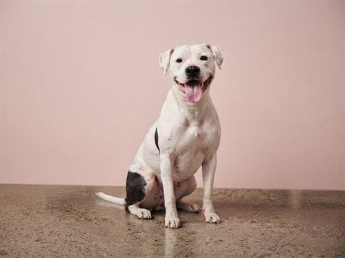 Photo of Leah, adoptable American Bulldog in Miami, Florida