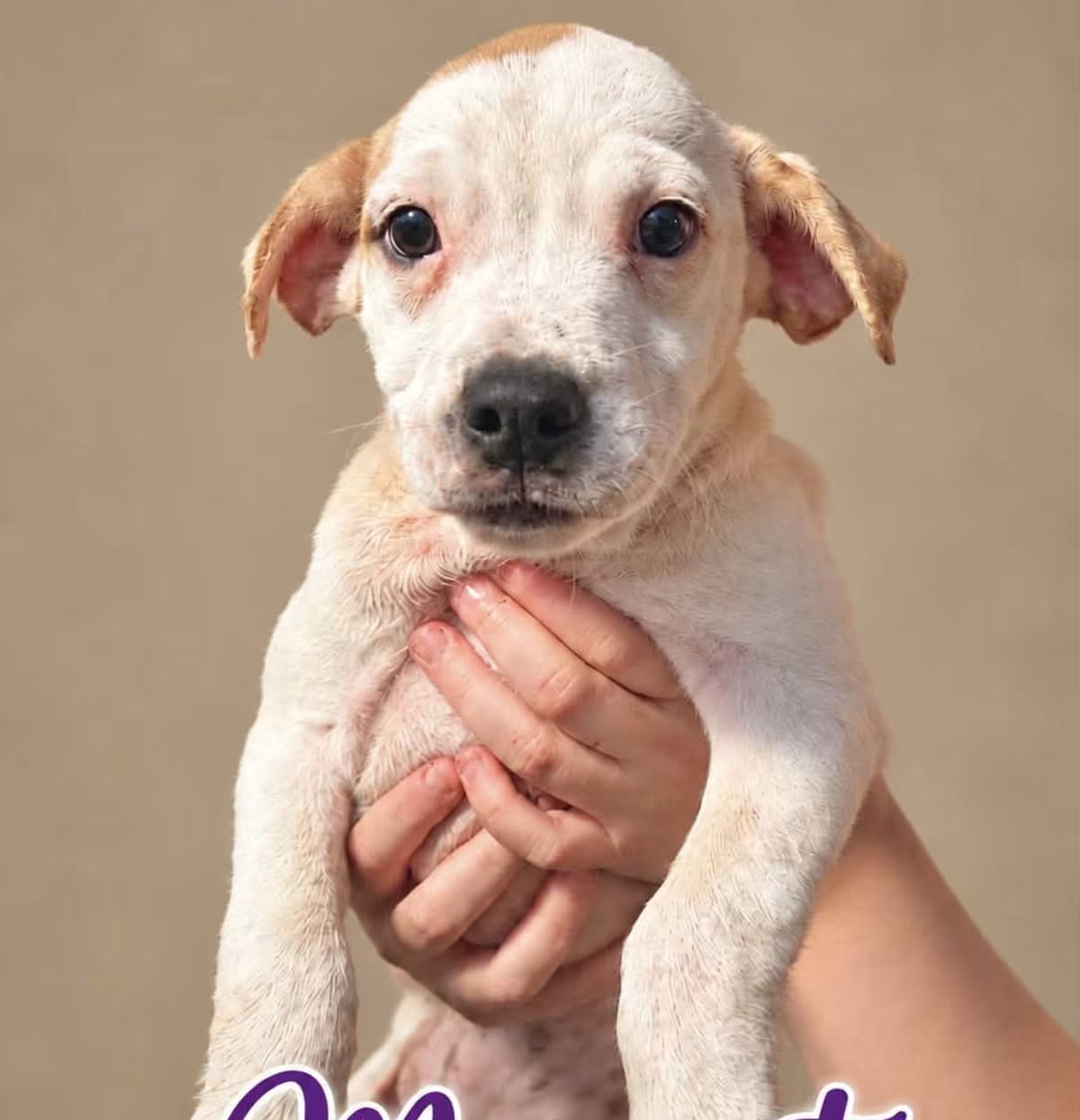 Photo of Margot meet me 11/8, adoptable Blue Heeler in Hagerstown, Maryland