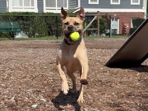 Photo of Gator, adoptable Pit Bull Terrier in Chapel Hill, North Carolina