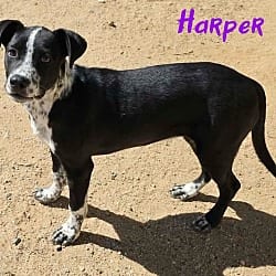 Photo of Harper, adoptable Labrador Retriever Australian Cattle Dog in California City, California