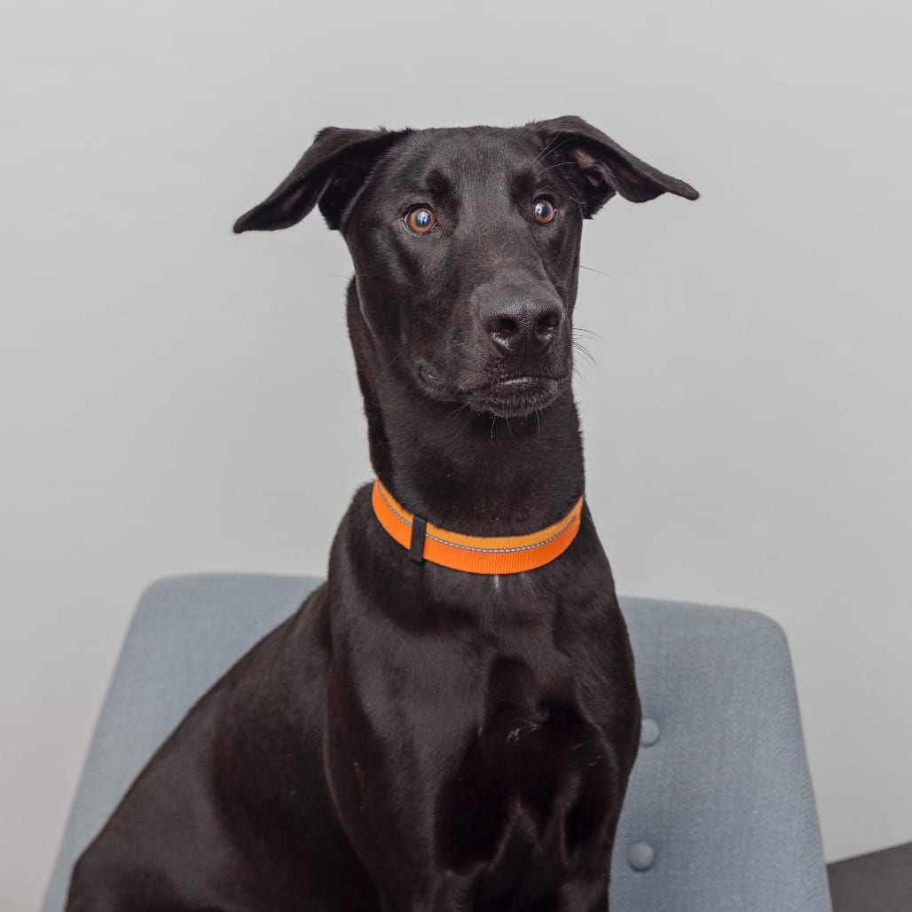 Photo of Stretch, adoptable Retriever, Labrador / Mix in Kanab, Utah