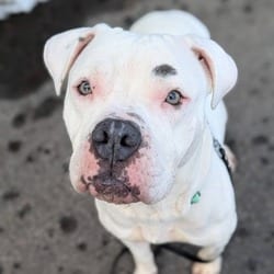 Photo of Lucy, adoptable Boxer in Syracuse, New York