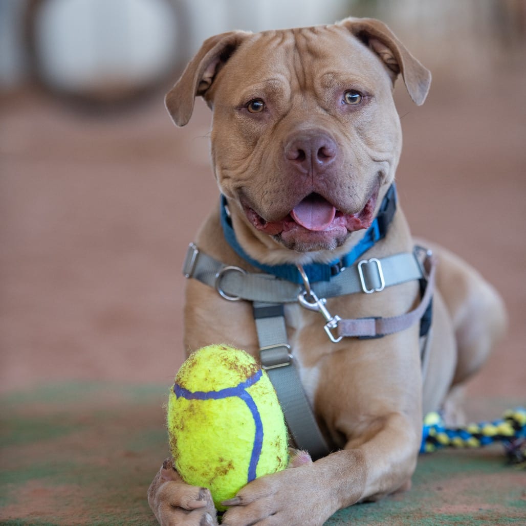 Photo of Heezy, adoptable Terrier, American Pit Bull / Mix in Kanab, Utah