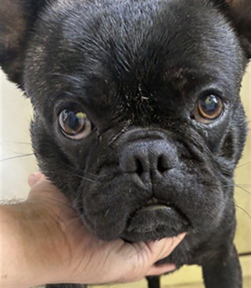 Photo of Smush, adoptable French Bulldog in Los Angeles, California