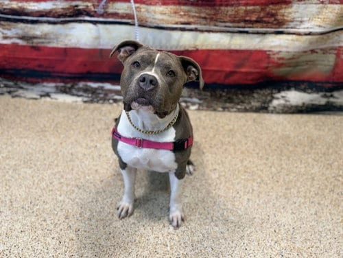 Photo of Fara, adoptable Bulldog in Miami, Florida