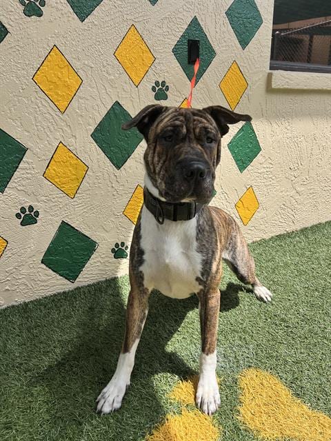 Photo of Tuff Guy, adoptable Chinese Shar-Pei in Winter Haven, Florida