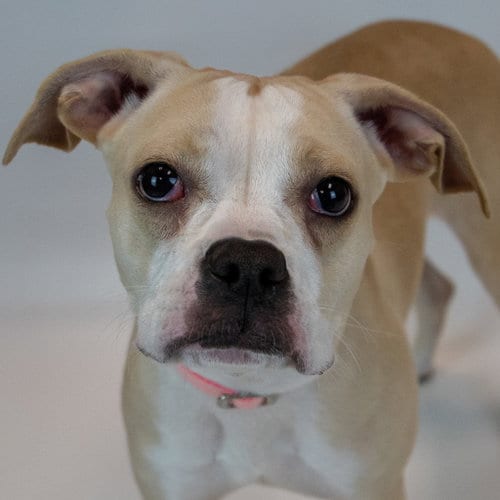 Photo of Amanda, adoptable Boxer in Kennesaw, Georgia