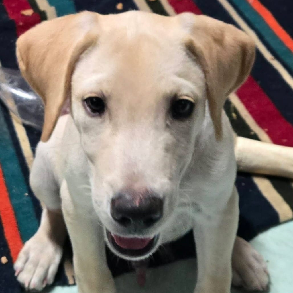 Photo of Walter, adoptable Mixed Breed (Medium) / None in Oklahoma-based; Northeast placements, Oklahoma