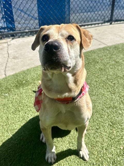 Photo of Flower, adoptable Labrador Retriever in Miami, Florida