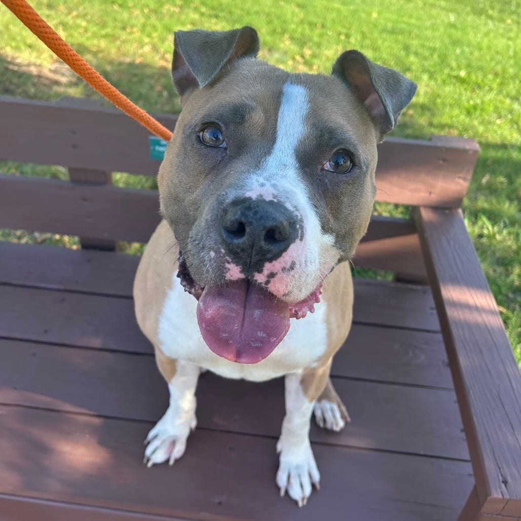 Photo of Nico, adoptable Mixed Breed (Large) in St. Cloud, Minnesota