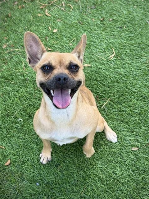 Photo of Candy, adoptable Chihuahua in Sugar Land, Texas
