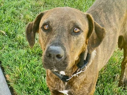 Photo of Stella Roo, adoptable dog in Georgetown, Texas
