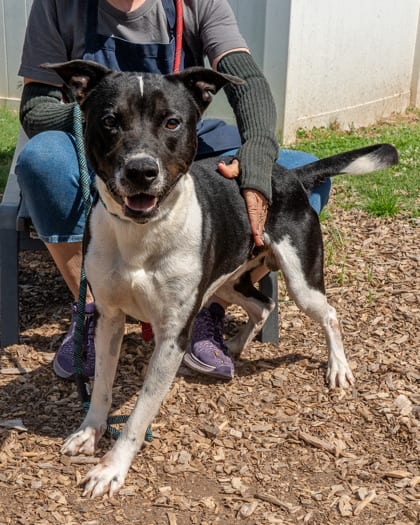 Photo of Finch, adoptable dog in Chamblee, Georgia