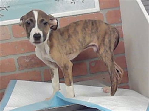 Photo of Kelso, adoptable Staffordshire Bull Terrier in Houston, Texas
