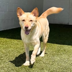Photo of Bella 3601, adoptable Husky in Loxahatchee, Florida