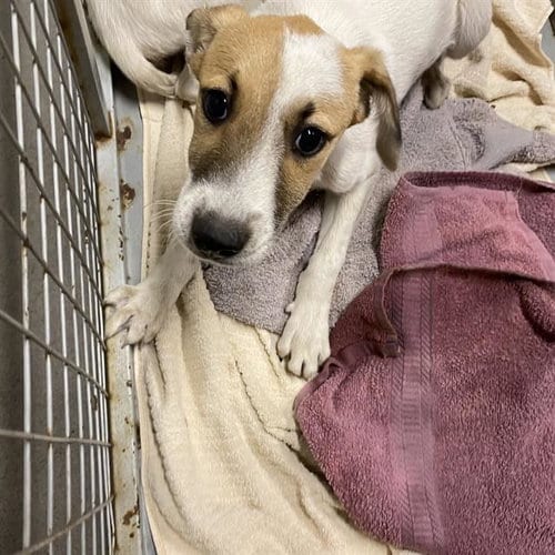 Photo of Spanky, adoptable Border Collie in Modesto, California