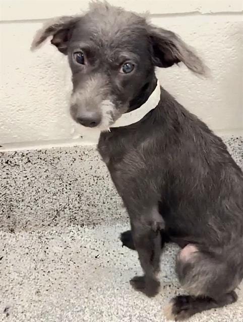 Photo of A662173, adoptable Chihuahua in Houston, Texas