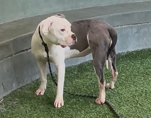 Photo of Artemis, adoptable Mastiff in Van Nuys, California