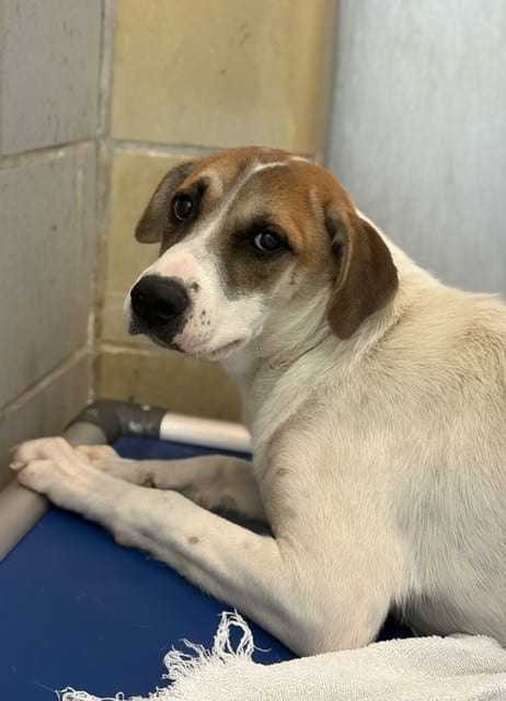 Photo of Juniper, adoptable Mixed Breed
