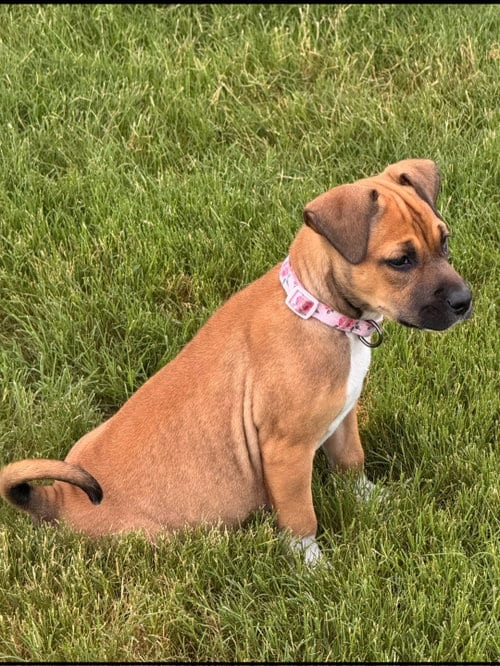 Photo of Fontana (lake litter), adoptable American Pit Bull Terrier in Holly Springs, North Carolina