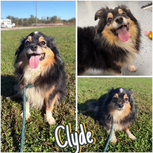 Photo of Clyde, adoptable Pomeranian in Pierceton, Indiana