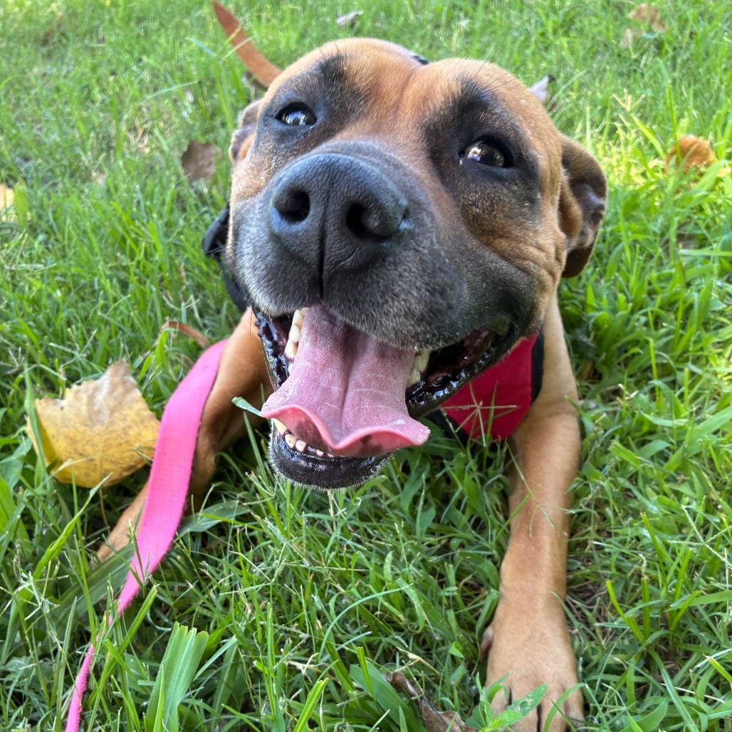 Photo of Frankie, adoptable Mixed Breed (Medium)