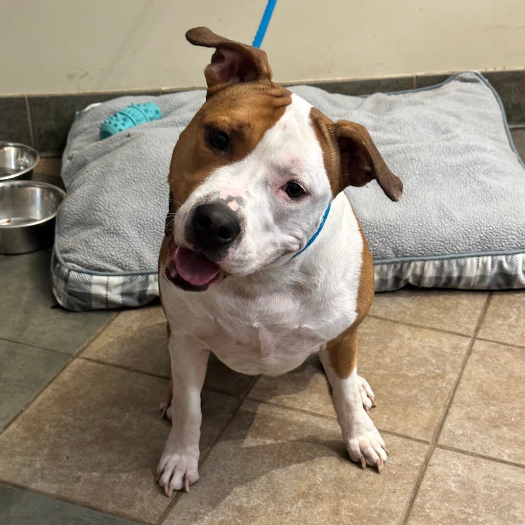 Photo of Firefly, adoptable Mixed Breed (Large) in Chattanooga, Tennessee